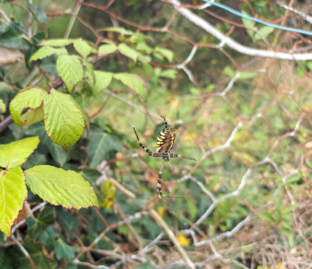 Wasp spider, Argiope bruennichi