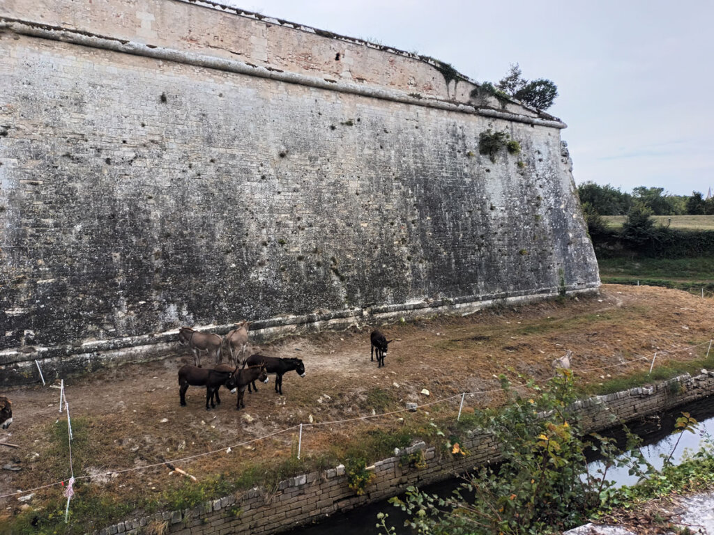 Château-d'Oléron donkeys