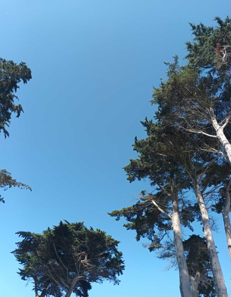 cedar trees Plage de Bertheaume