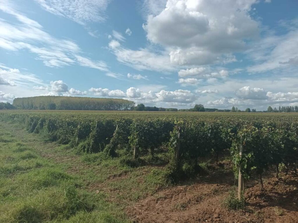 vineyards Barsac Garonne