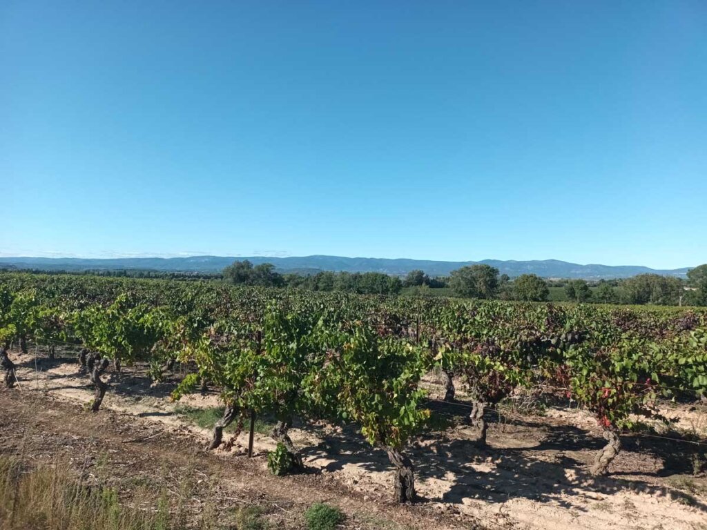 vineyards pyrenees